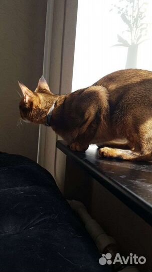 Чаузи котята