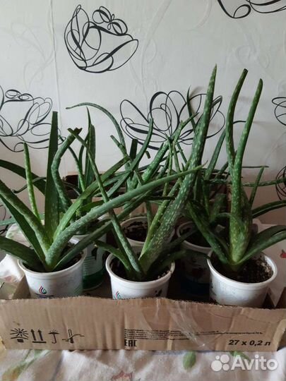 Алоэ вера и простой Алоэ -растения