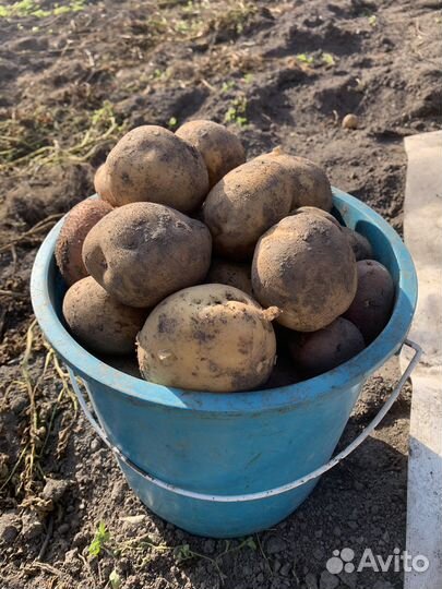 Продам картофель