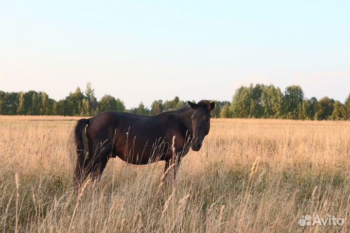 Мезенский жеребчик