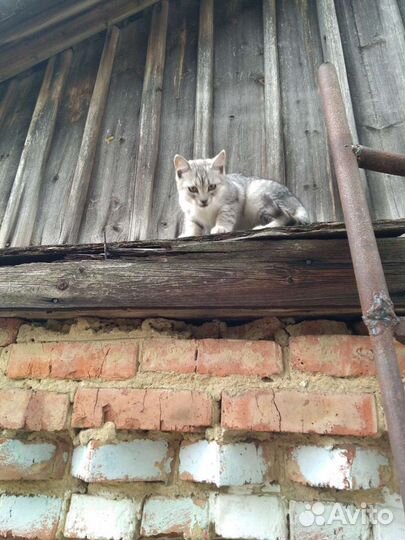 Британские котята