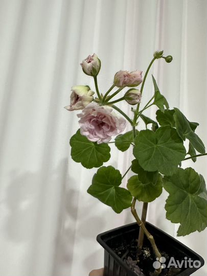 Эписция, Пеларгония