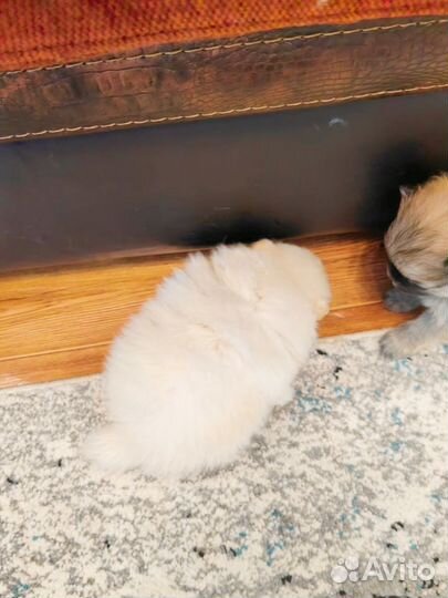 Щенки шпица