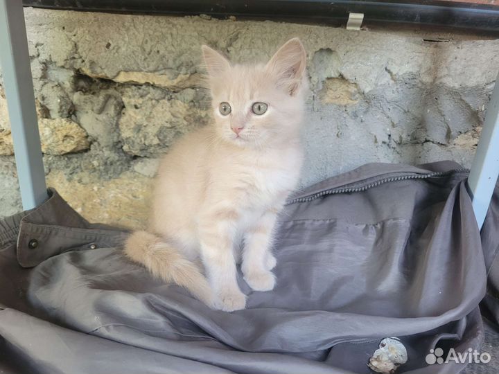 Котята в добрые руки бесплатно