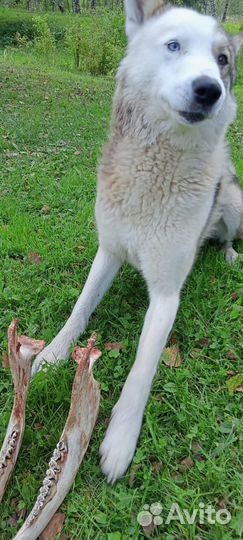 Хаски лайка