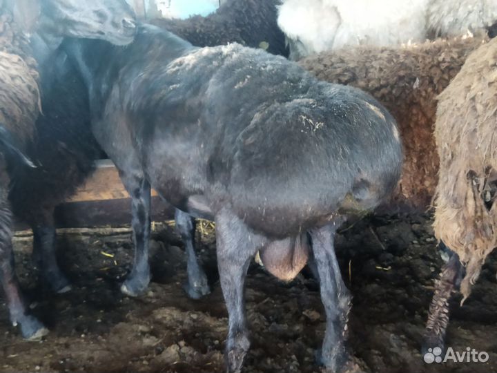 Курдючный баран