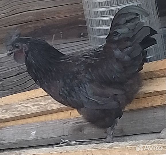 Петух ухейилюй