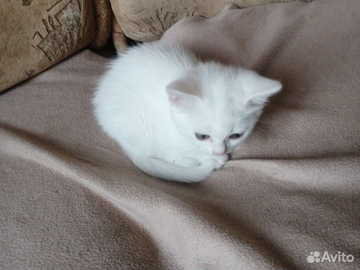 Британский кот
