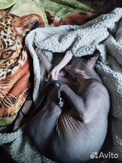 Отдам кота бесплатно