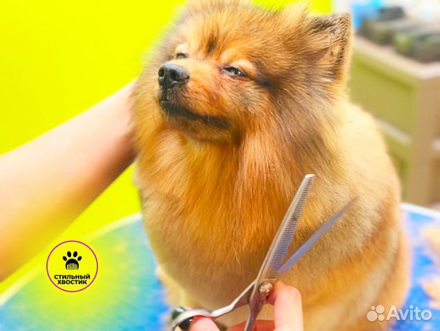 Стрижка собак груминг