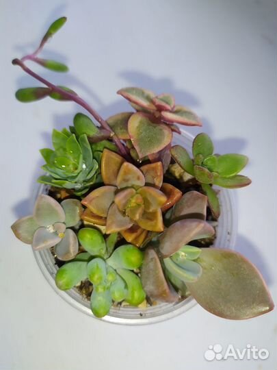 Набор суккулентов для минисадика