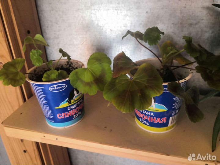 Пеларгония герань и королевская