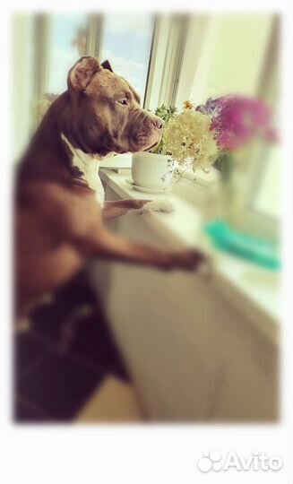 Собака питбуль