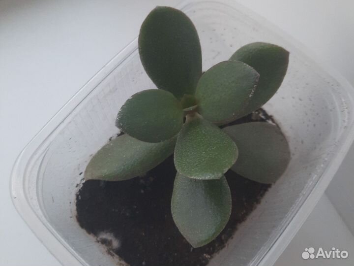 Суккуленты долларовое дерево