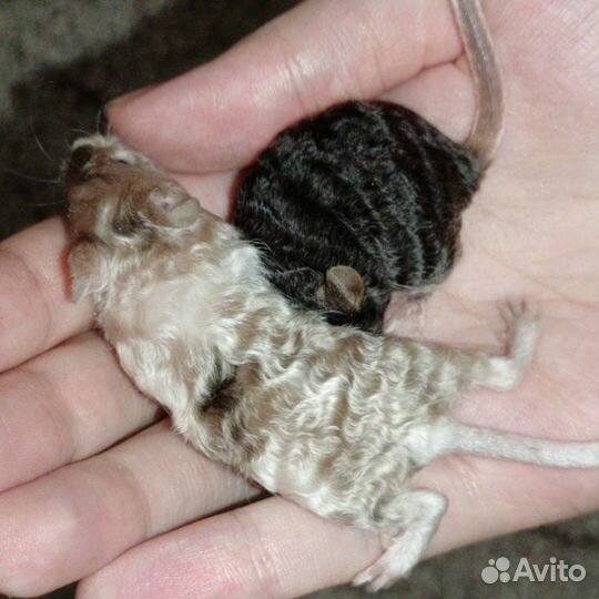 Сатиновые мыши