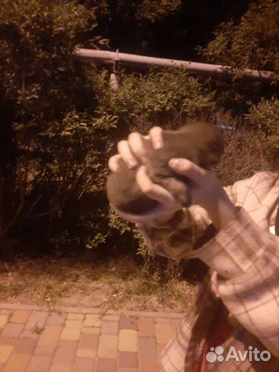 Найден очень маленький щенок