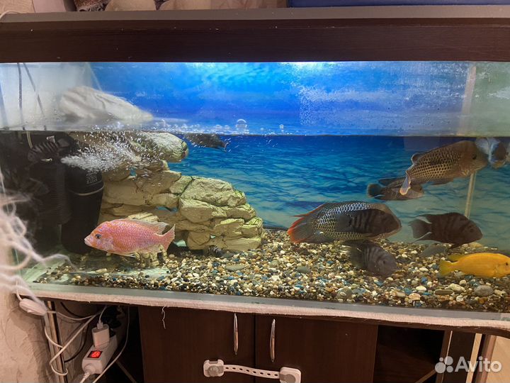 Аквариум