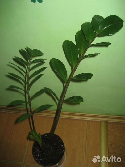 Замиокулькас