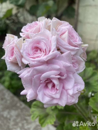 Пеларгония герань