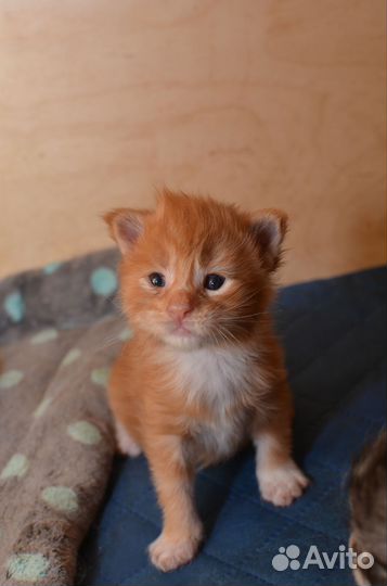 Котята мейн-кун