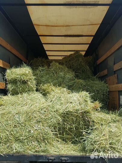 Сено в квадратных тюках