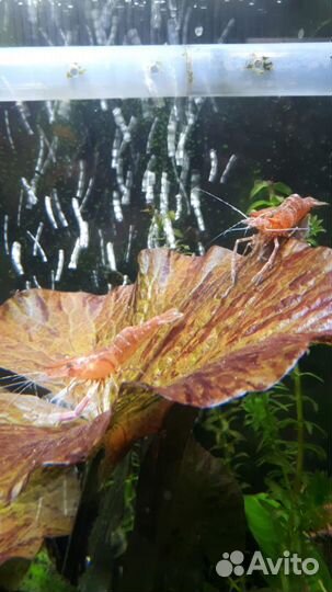 Креветка макробрахиум гималайский красный