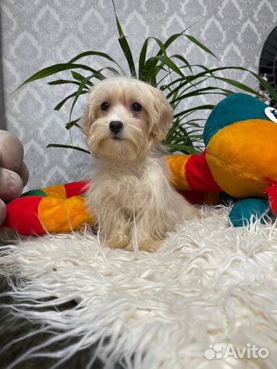 Мальтипу карамелька