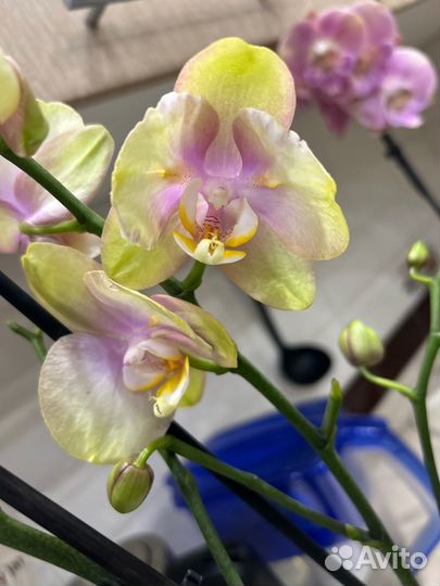 Орхидея фаленопсис