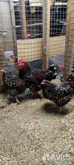 Ия Билефельдер и Суссекс Парцеляновый