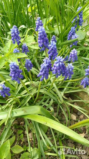 Многолетники для. сада