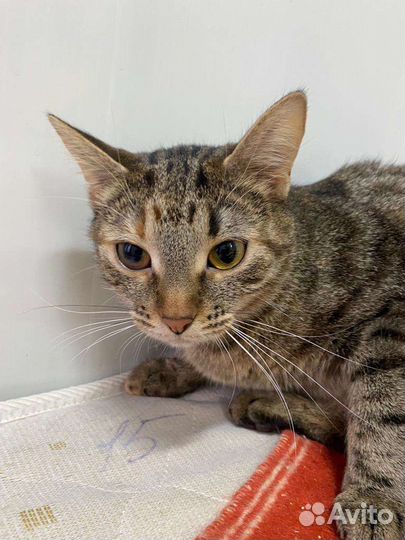 Кошка в дар