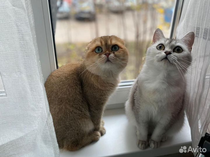 Клубные британские котята серебрянной шиншиллы
