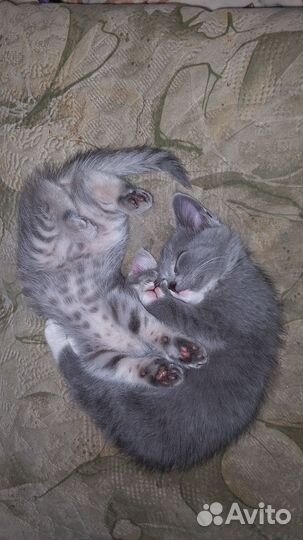 Британские котята