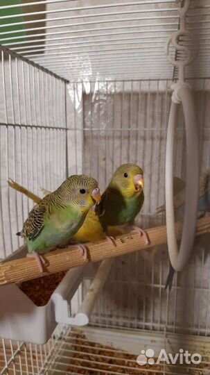 Птенцы волнистый попугай