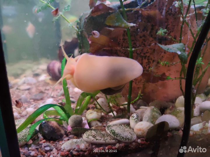 Улитки ампулярии