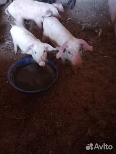 Поросята