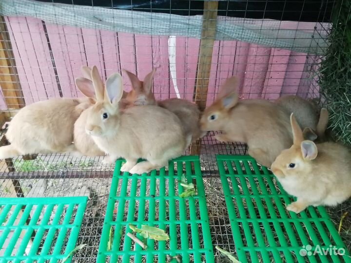 Кролики бургундские