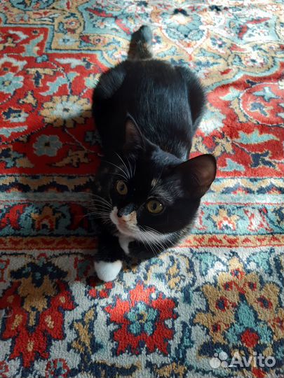 Отдам кошечку