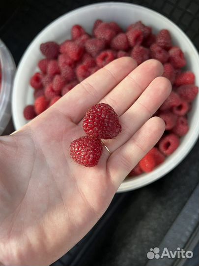 Малина ремонтантная