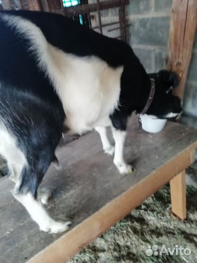 Коза дойная ламанча