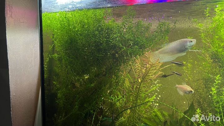 Растение для аквариума хемиантус микрантемоидес