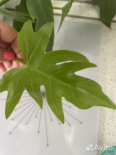 Цветок плетущийся стебельчатый, лиана