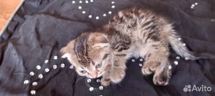 Отдам даром бесплатно