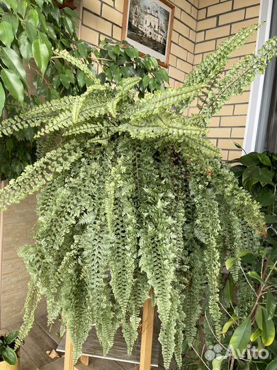 Комнатные растения цветы