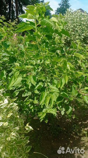 Шелковица чёрная саженец