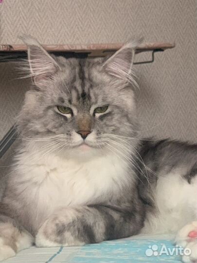 Кот мейн-кун вязка