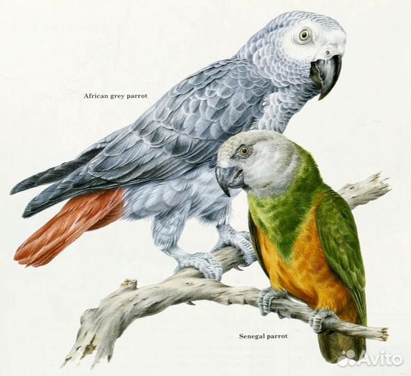 Крупный попугай