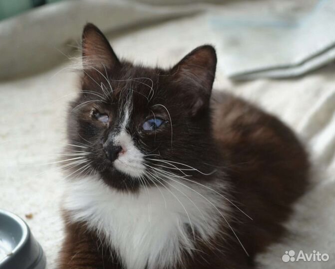 Особенная кошечка