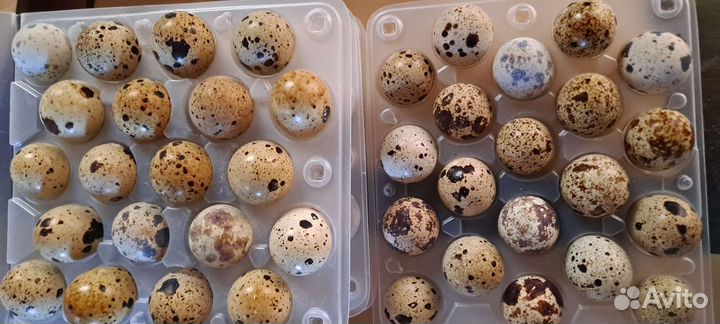 Инкубационое яйцо