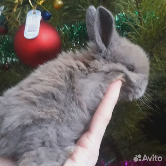 Домашние декоративные кролики